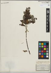 Foto von Salix pedicellata Desf.